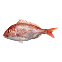 Snapper Whole